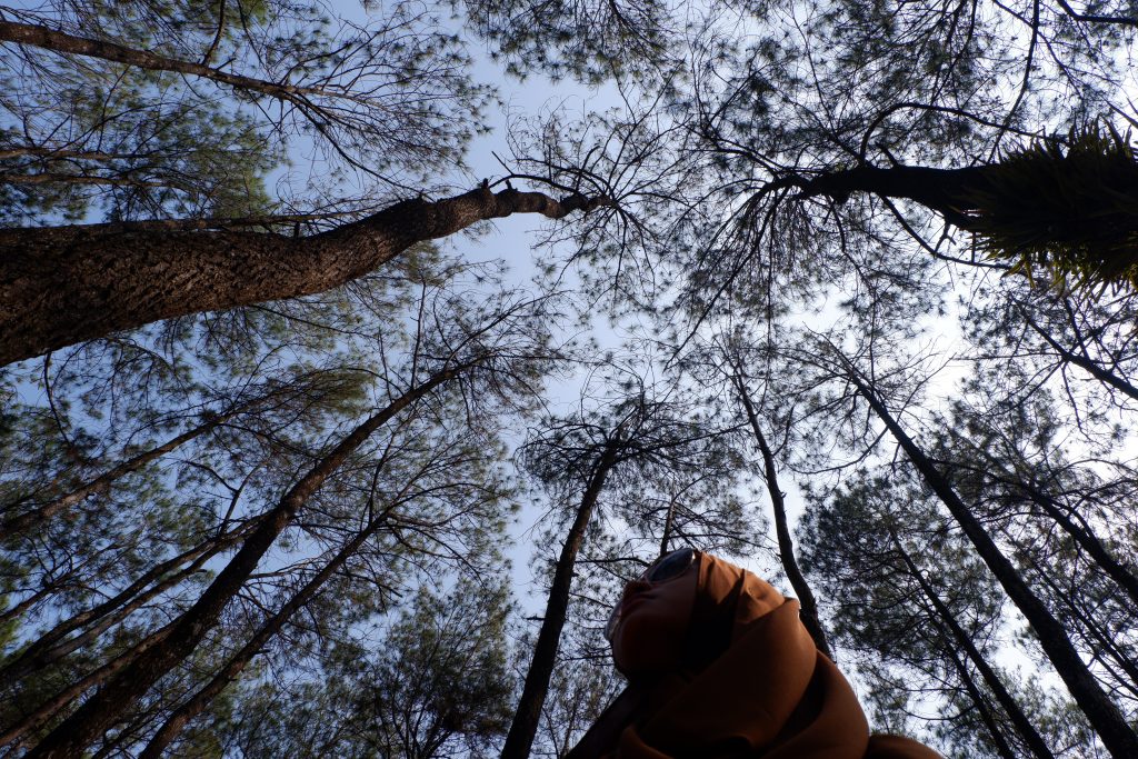 pucuk pinus puncak becici yogyakarta jogja