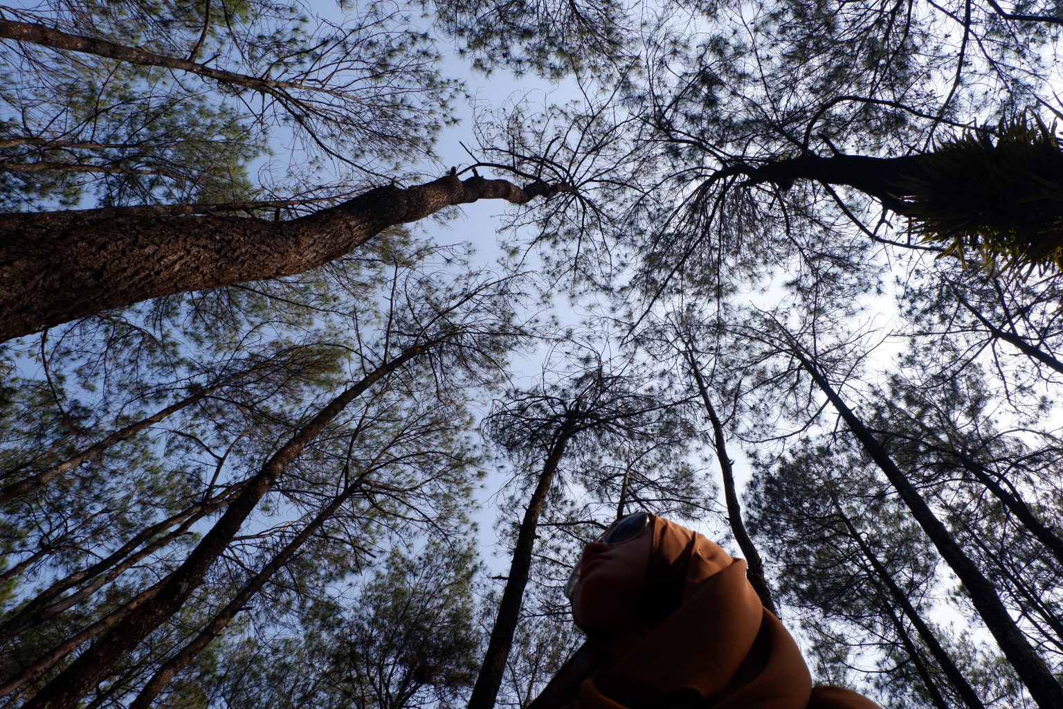Puncak Becici Yogyakarta Bukan Sekedar Hutan Pinus  