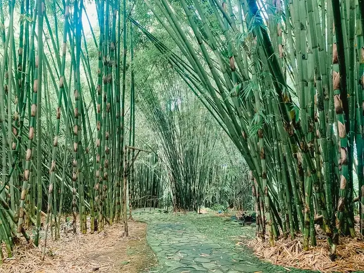 Walking path surrounded by bamboo forest in Bhumi Bambu