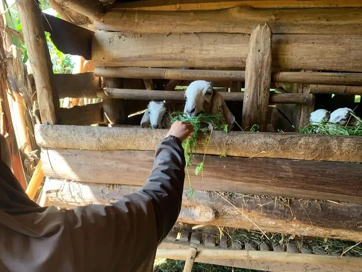 feeding goats